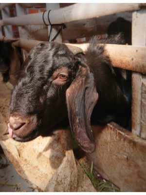 Kambing Kurban